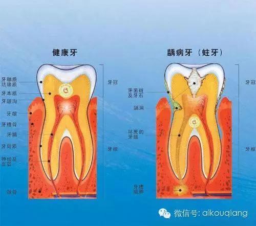 口腔牙齿图片大全图解