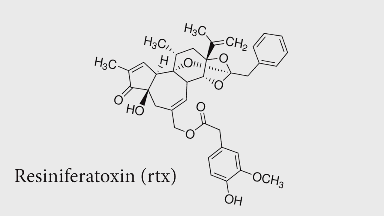 树脂大戟 树脂大戟（数智大讲堂随堂测试） 生活