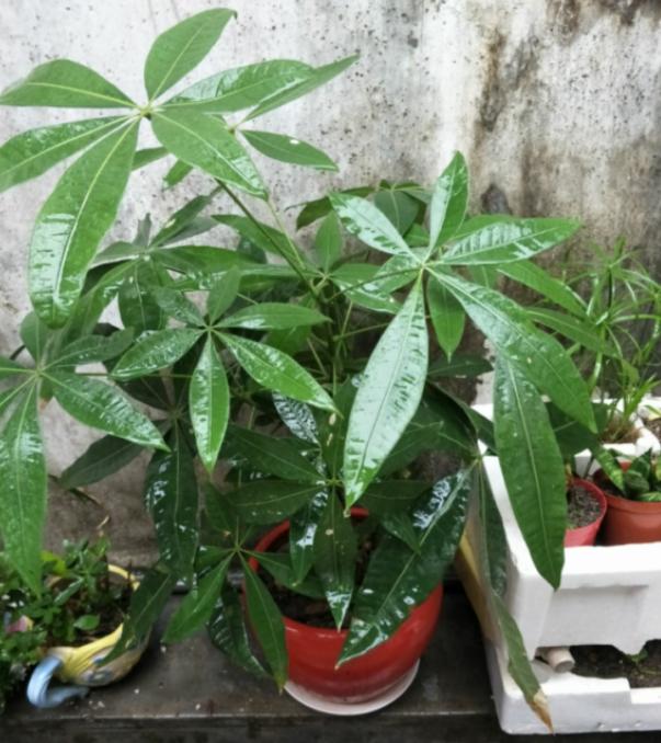 发财树的养殖 发财树的养殖（发财树的养殖方法和注意事项叶子发黄原因） 生活