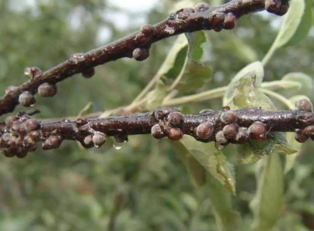 樱桃种植常见虫害，田间实拍图片，果农可选择这些防治方案15