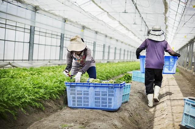 农产品大战，淘特与拼多多谁执牛耳？