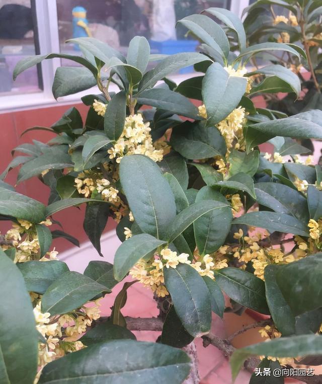 桂花树几月开花 桂花树几月开花（桂花树生长速度） 生活