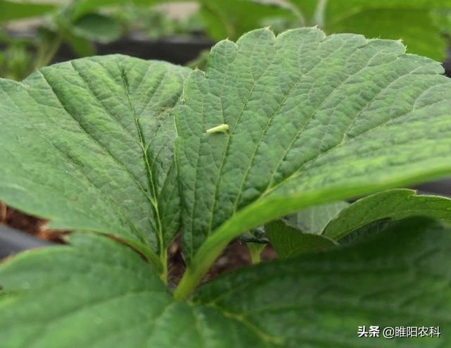 记住这个配方，防治蚜虫、飞虱、粉虱、蓟马等害虫，不再犯愁5