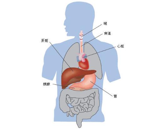左胸下面是什么器官图片