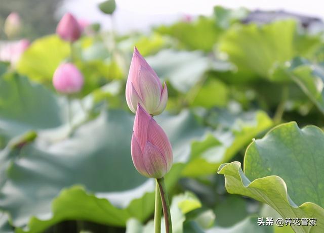 莲花怎么样（莲花怎么养放在水里）