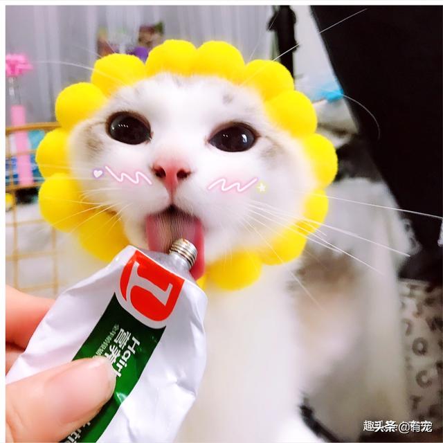 猫闻到臭脚后为什么会张开嘴