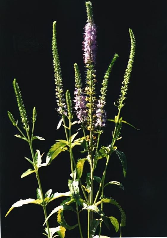 抗疫居家单方03