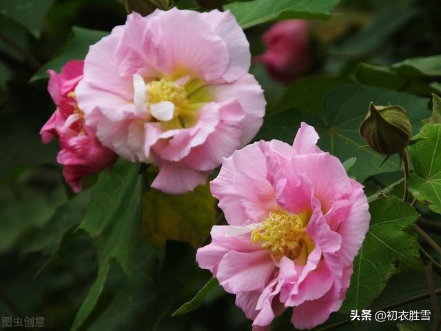 木芙蓉花