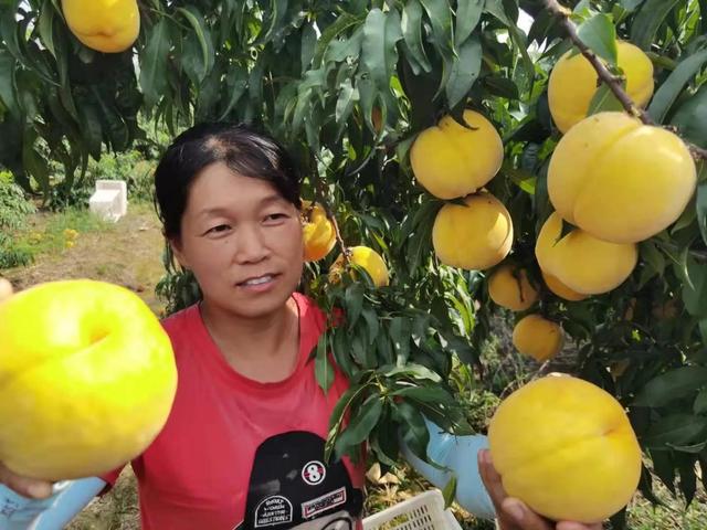 驻马店市驿城区蚁蜂镇：瓜果飘香 产业兴旺