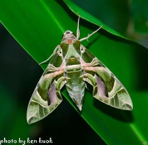 绿尾大蚕蛾(绿色飞蛾有什么预兆)-帝国cms模板网