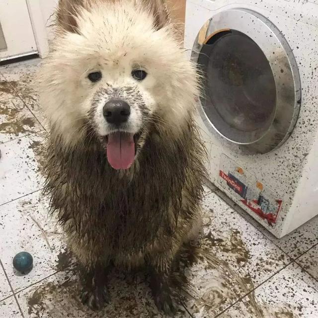 雪橇狗