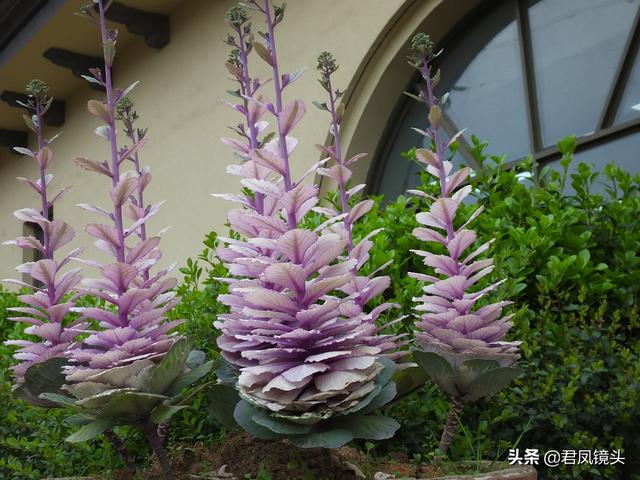 湖北宜昌：甘蓝抽苔开花