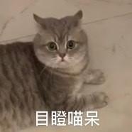 虎斑暹罗猫