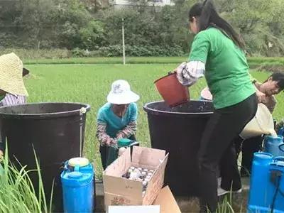 矿物油、白糖、洗衣粉、食盐，真能增强农药药效？