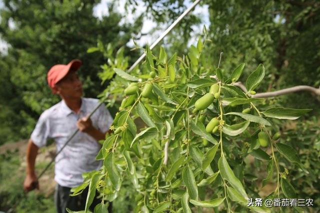 了解枣树裂果的两大原因，采取七种措施，有效防治枣树裂果8