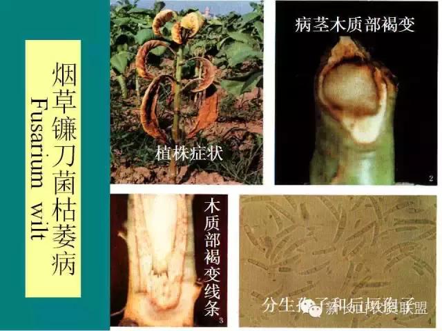 烟草病害及缺素图谱（史上最完全）18