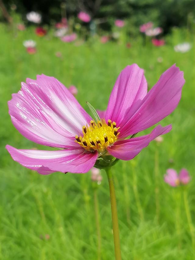 格桑花波斯菊