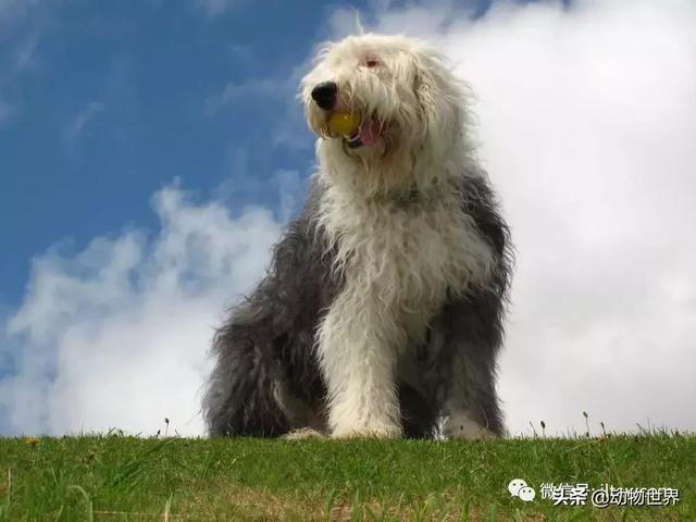 古代牧羊犬 古代牧羊犬（古代牧羊犬图片） 动物