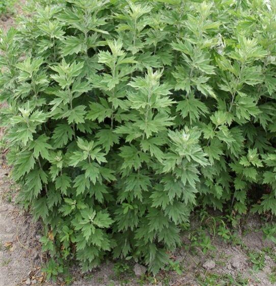 中药古今研究：艾叶