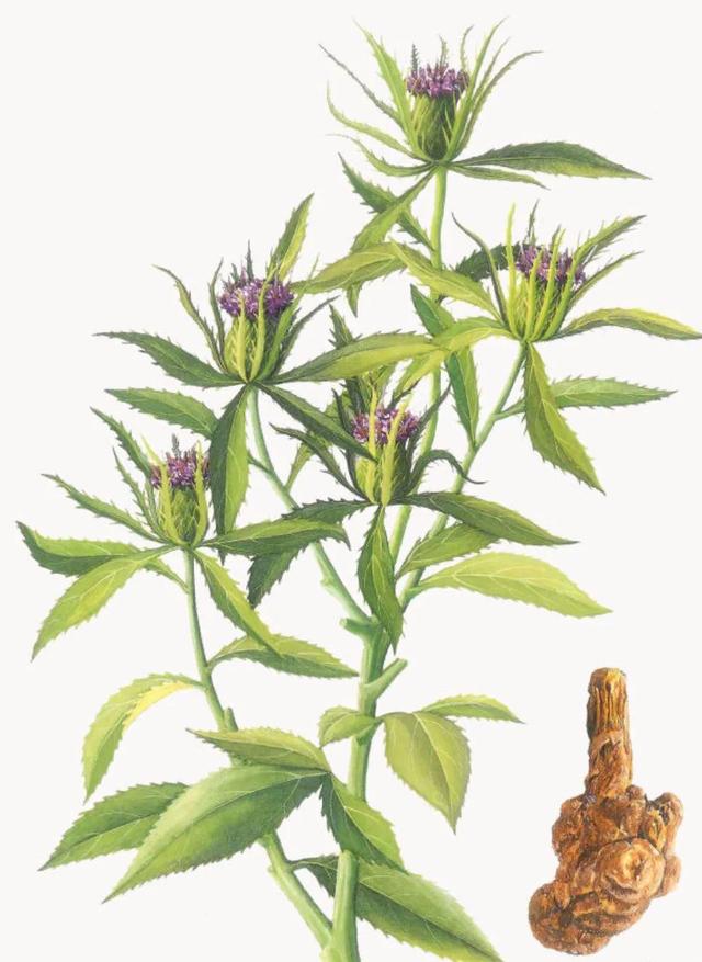 阴阳两虚、气血亏虚、寒热虚实庞杂,但虚不受补,常用仲景薯蓣丸2395 作者:admin 帖子ID:12919 阴阳两虚、气血亏虚、寒热虚实庞杂,但虚不受补,常用仲景薯蓣丸2395 作者:admin 帖子ID:12919