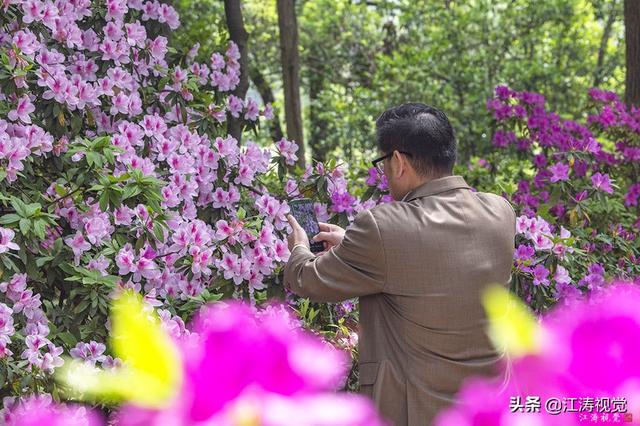 杜鹃花是否有毒