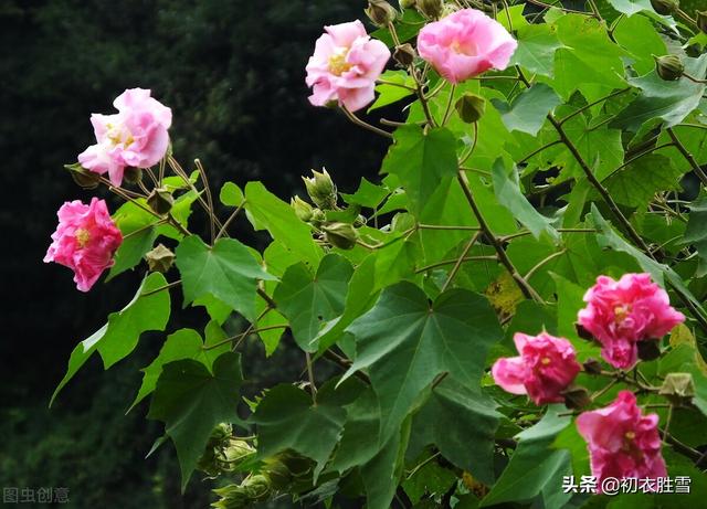 木芙蓉 木芙蓉（木芙蓉花语） 生活