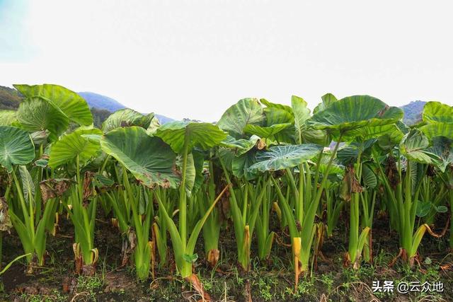 芋头疫病用什么农药好？根据当地病害特点选对配方，科学用药