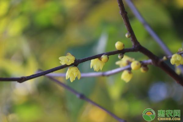 腊梅花种子