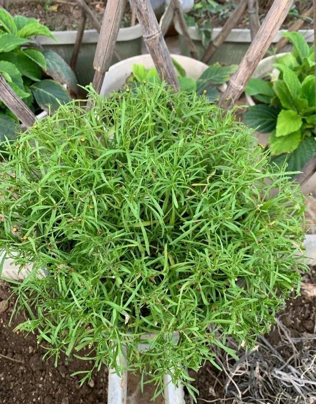 金鸡菊 金鸡菊（金鸡菊花期） 生活