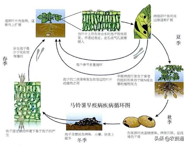 马铃薯早疫病发生快、危害猛，减产超70%，如何防治才能增产增收3