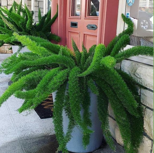 花卉种类