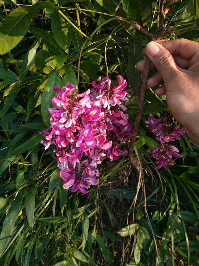花卉名称