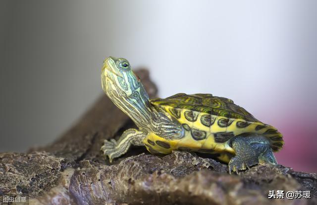 红耳龟 红耳龟（红耳龟吃什么食物） 动物