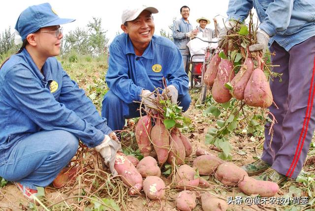 红薯开裂、凸筋、弯曲畸形不用愁，防治方法记住一个顺口溜12