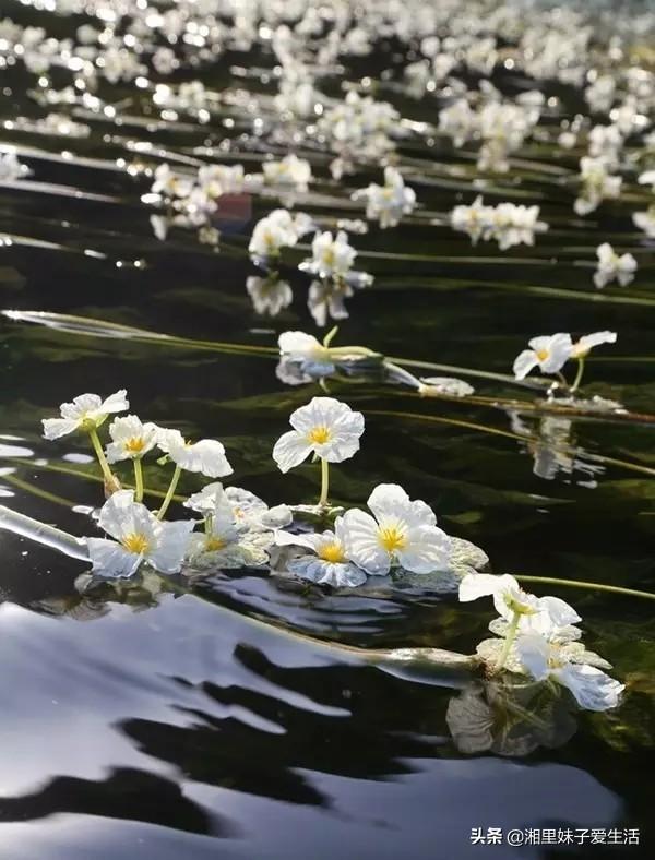 荇菜又叫什么 荇菜又叫什么（荇菜又叫什么菜） 生活