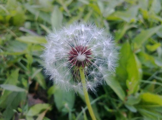 蒲公英花语 蒲公英花语（蒲公英花语文案） 生活