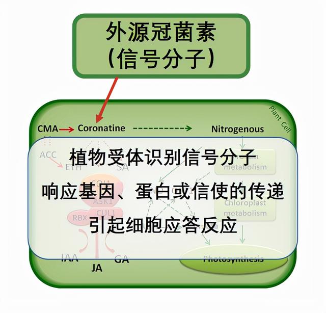 冠菌素助力石榴转色增糖，提质抗逆！想提升收益的种植户一定要看3