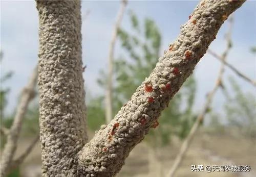 桃树介壳虫难以防治？是你打药没有打对时间！（密集恐惧症勿入）7