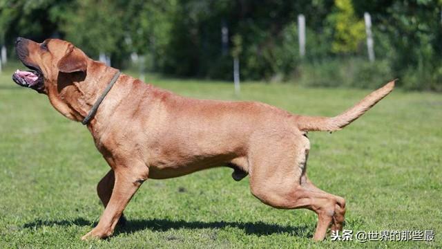 土佐斗犬