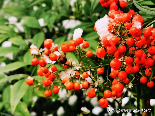 雪中红豆最相思