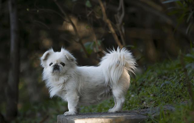 京巴犬