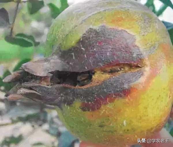 多雨季节，石榴谨防干腐病，严重可致死树！教你怎么用药防治