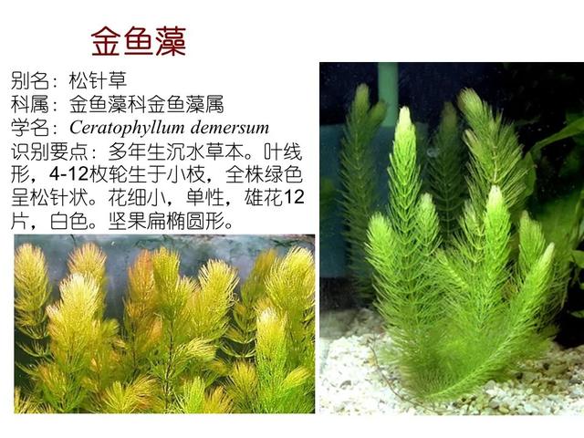 常见水生植物