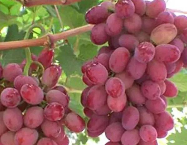 21种葡萄品种介绍，发展葡萄必不可少8