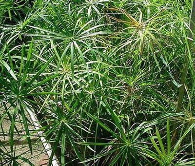 水竹 水竹（水竹叶图片） 生活