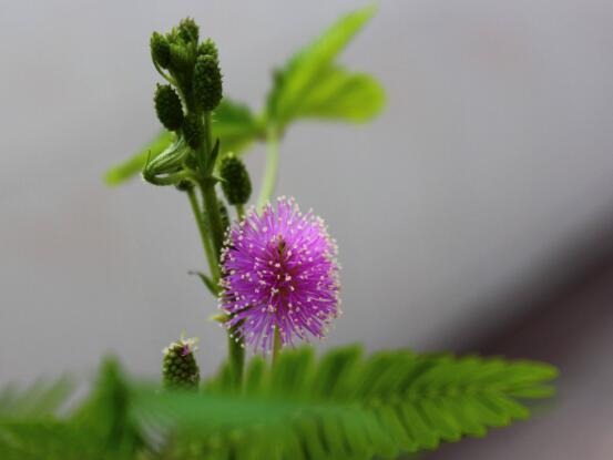 含羞草会开花吗