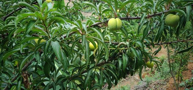 蜂糖李 蜂糖李（蜂糖李的生物学特性） 生活