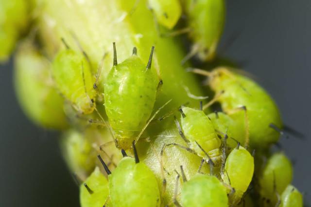 哪些杀虫剂对蚜虫效果好？如何高效消灭蚜虫？关键点在这里