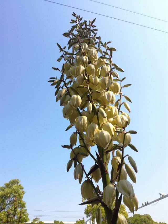 花的图片大全 花的图片大全（花卉大全500种图片） 生活