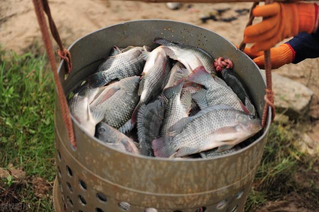 脆肉鲩是什么鱼？